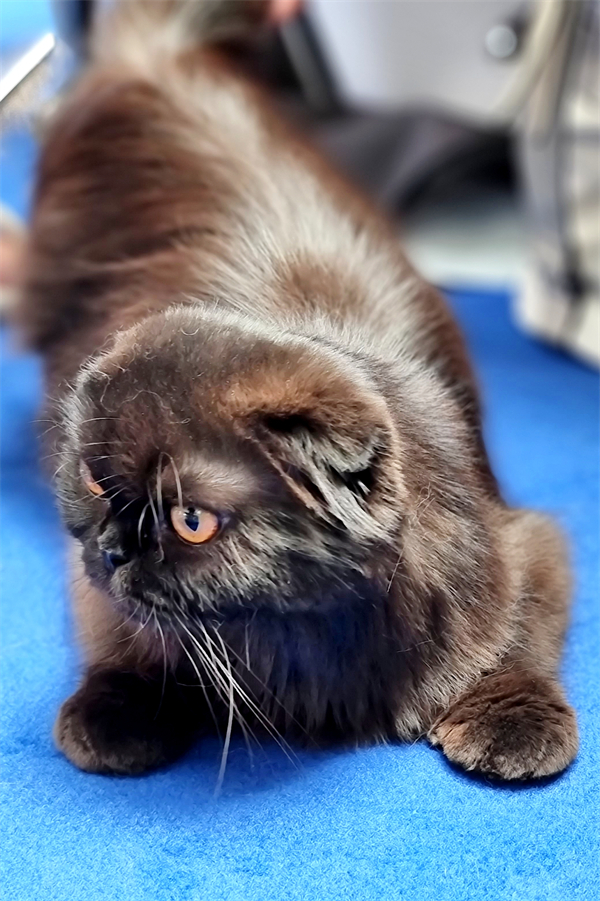 新宝GG—创立事业平台