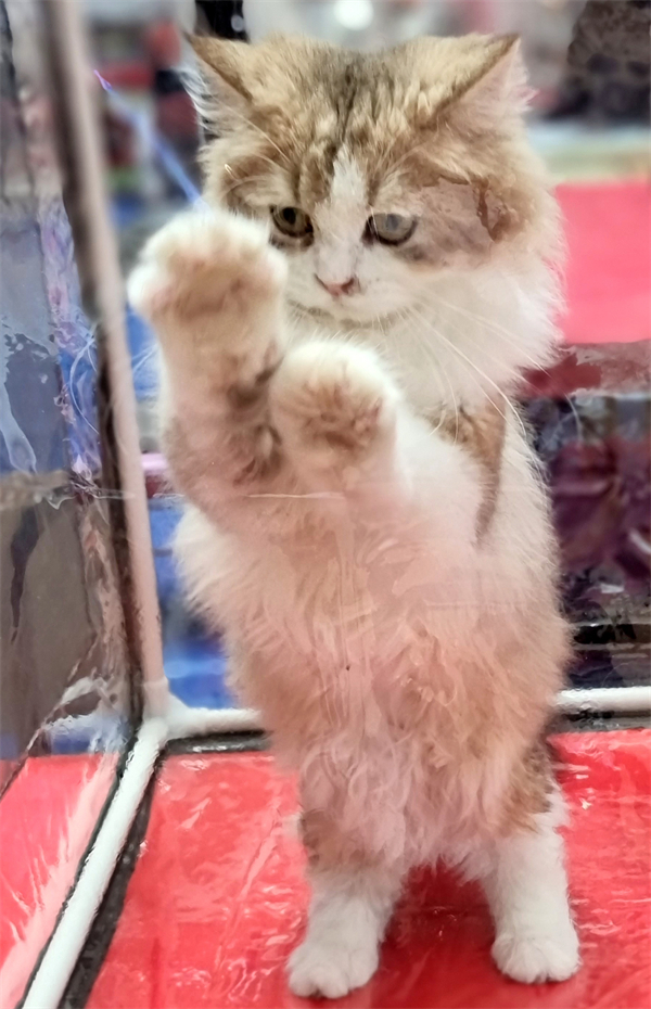 新宝GG—创立事业平台