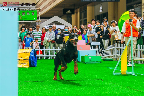 新宝GG—创立事业平台